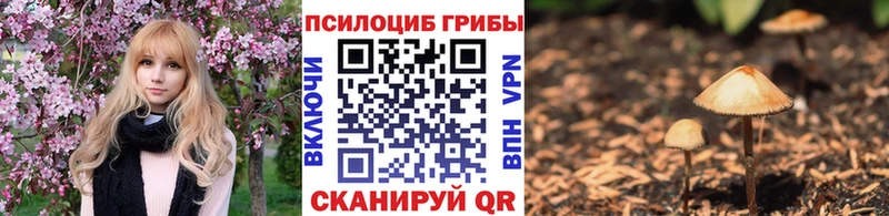 Псилоцибиновые грибы Psilocybe  блэк спрут ссылки  Балашиха  продажа наркотиков 